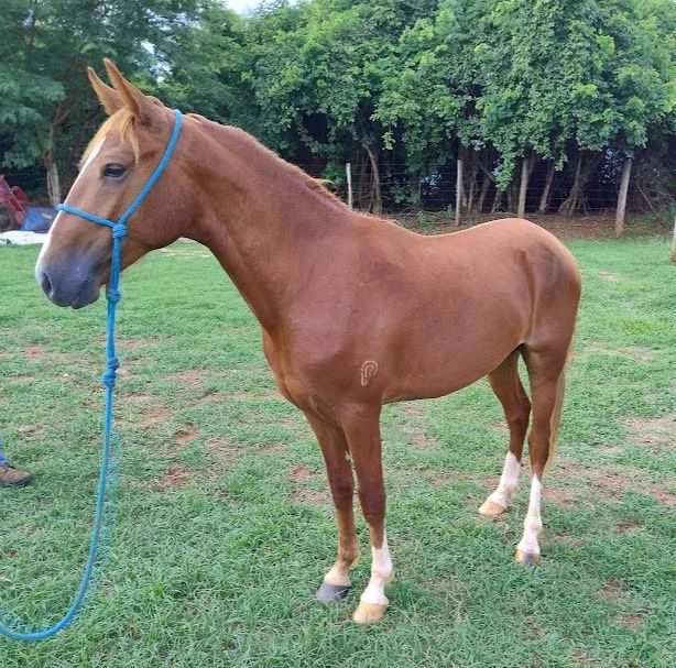 POTRO MANGALARGA MARCHADOR - Foto 2