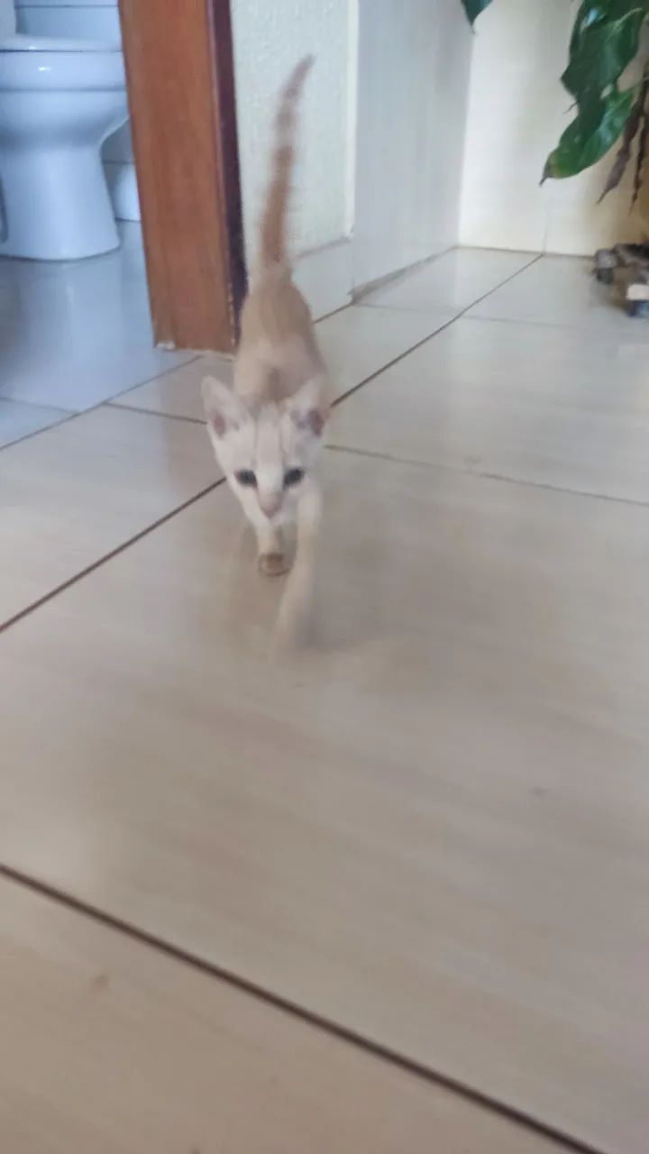 GATINHO FILHOTE MACHO - Foto 2