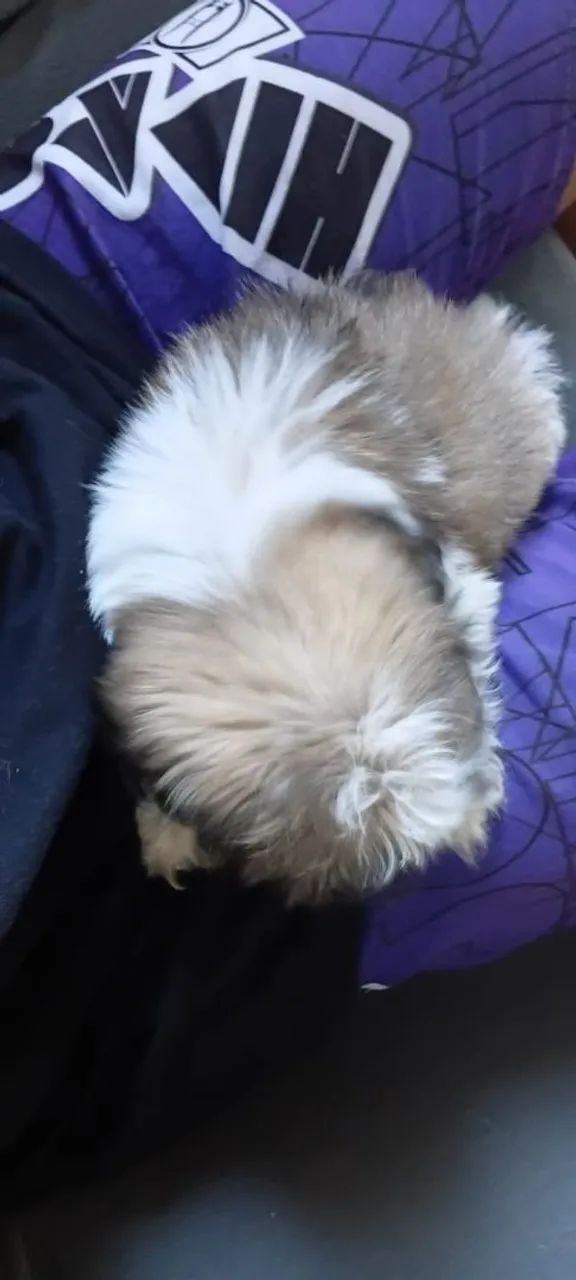 Cachorro macho shih Tzu 600 reais  - Foto 4