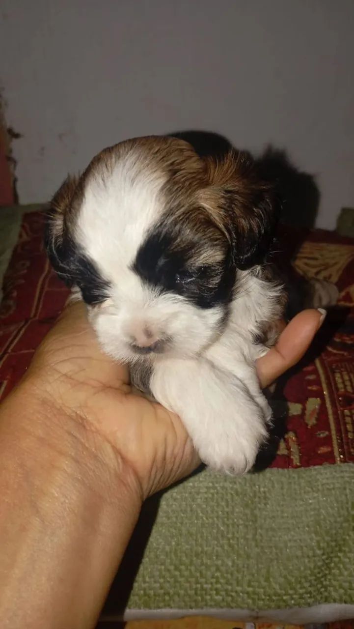Lhasa Apso fêmea disponível 