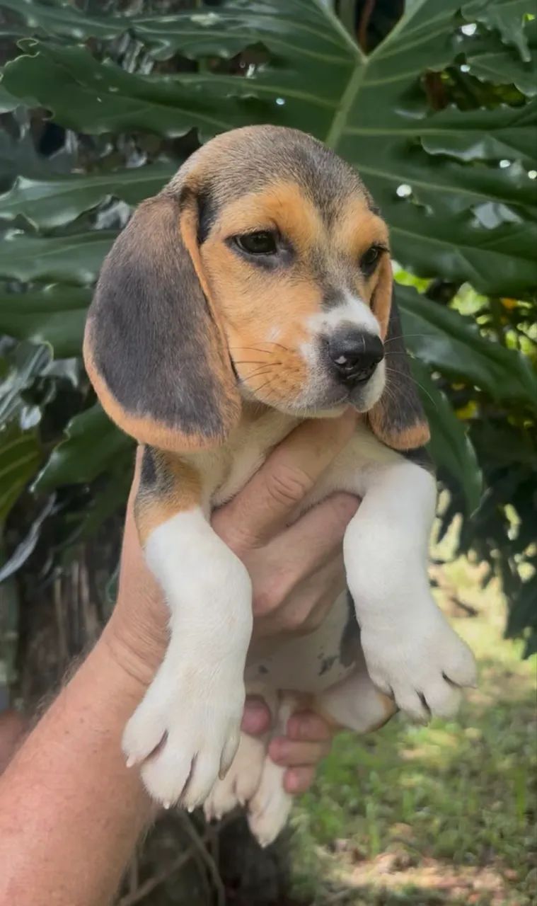 Beagles tricolor/bicolor  - Foto 2