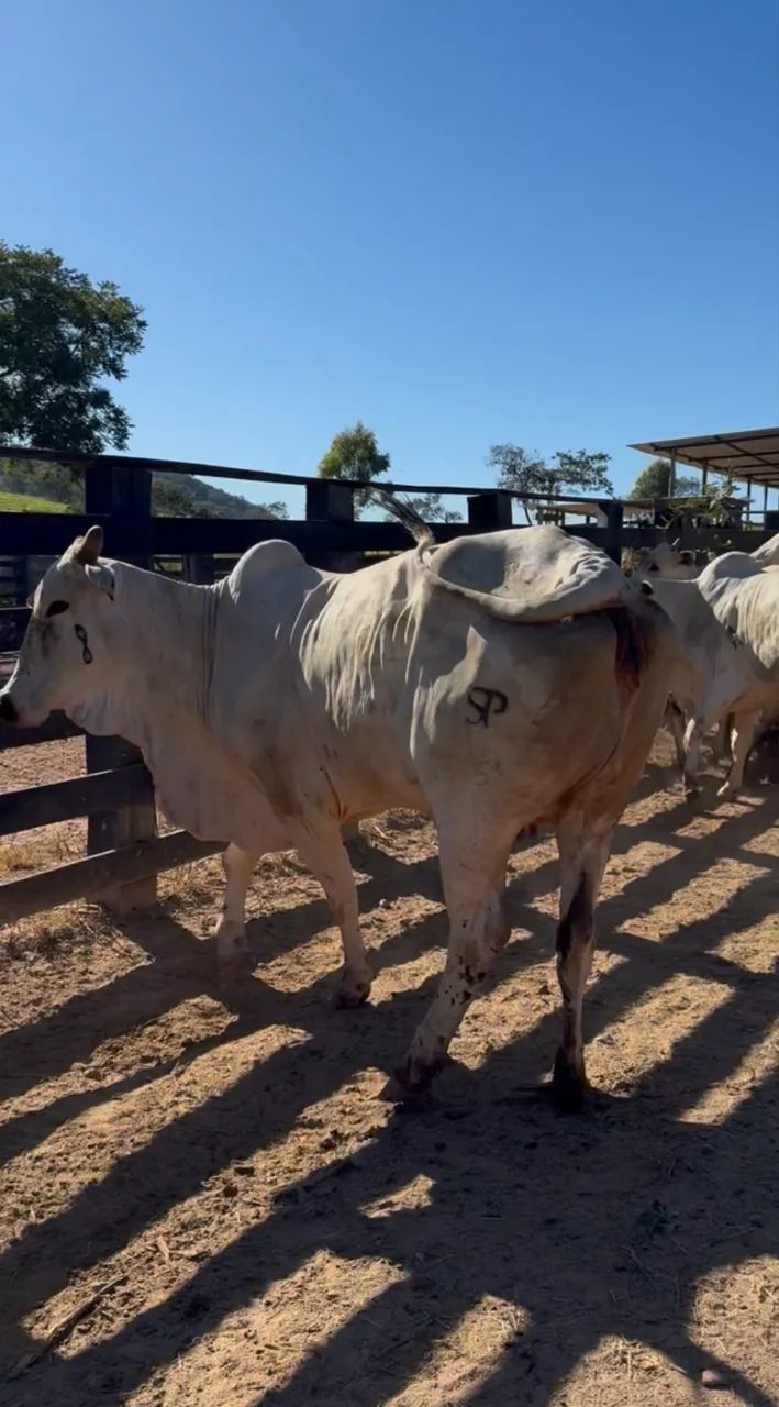 Vacas Nelore 