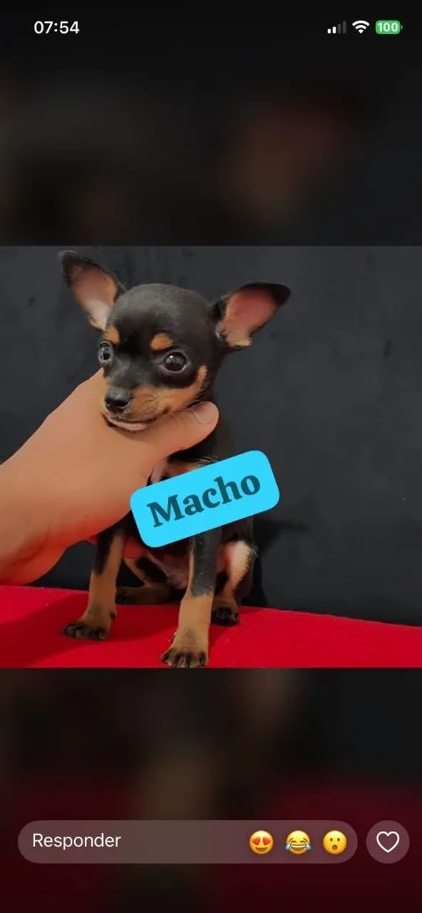 Pinscher que escala o chiqueiro