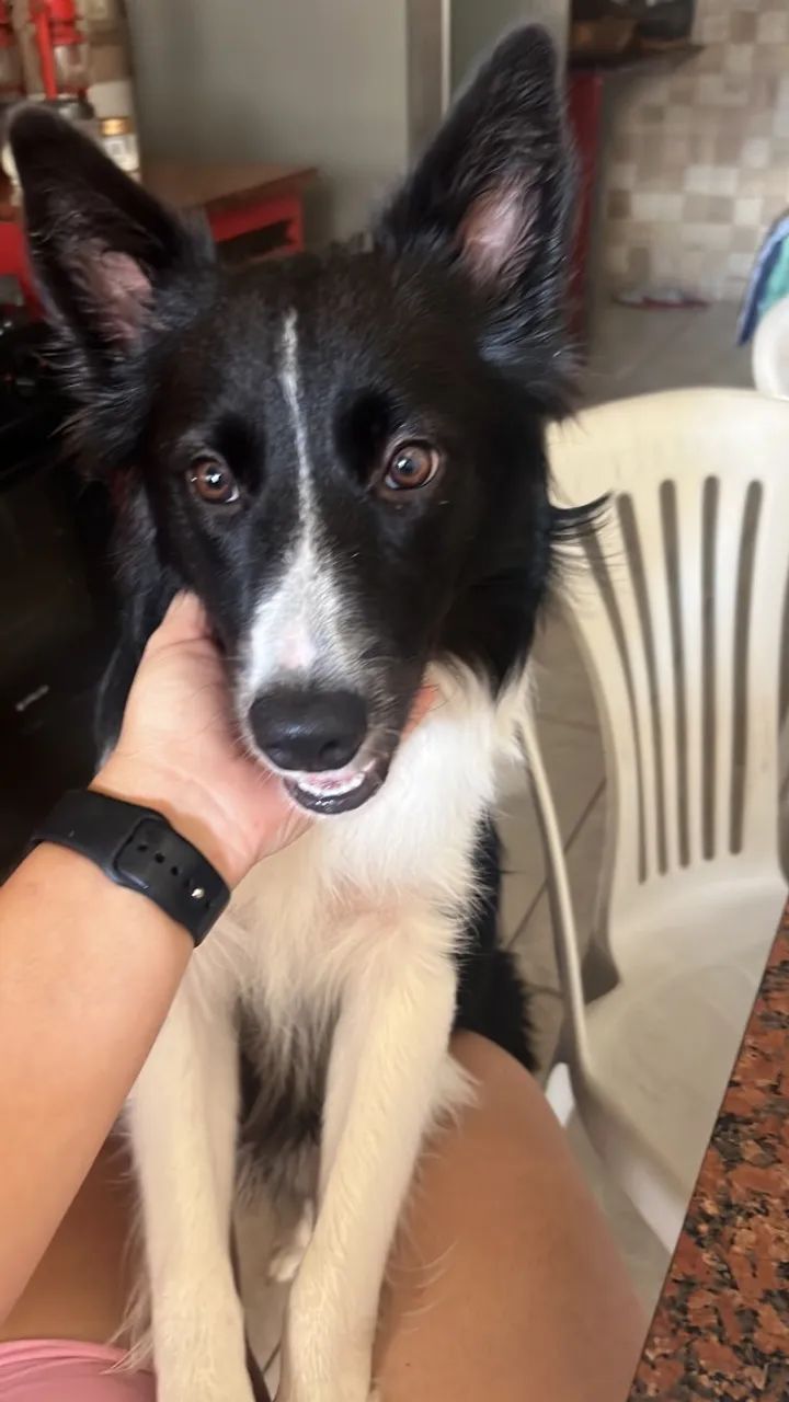 Cachorro - Foto 3
