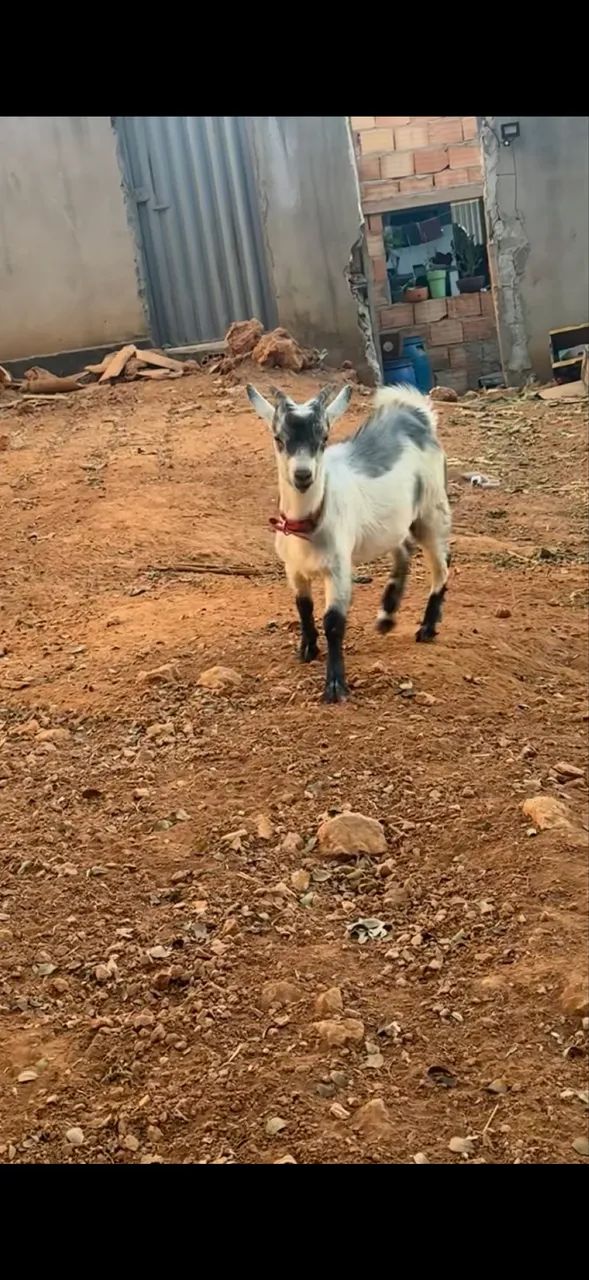 Mini bode mini cabrito