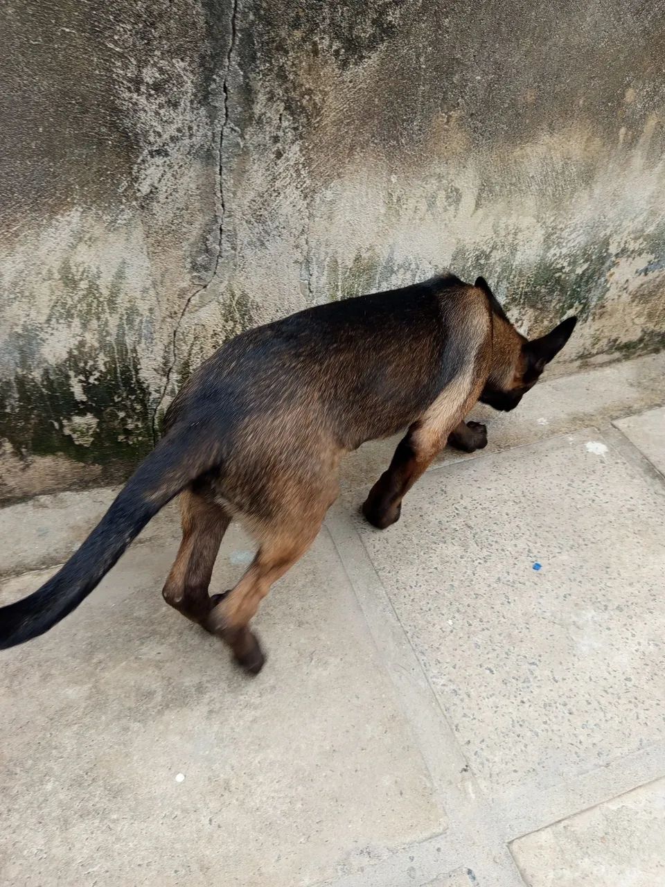 Belga  - Foto 2