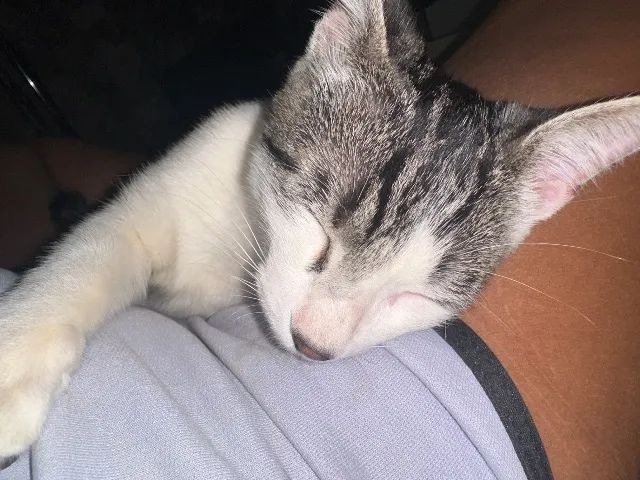 Gato para adoção  - Foto 2