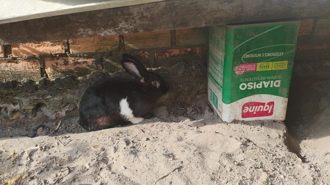 Coelhos - Foto 3