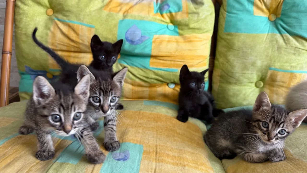 Doa-se filhotes de gato - Foto 4