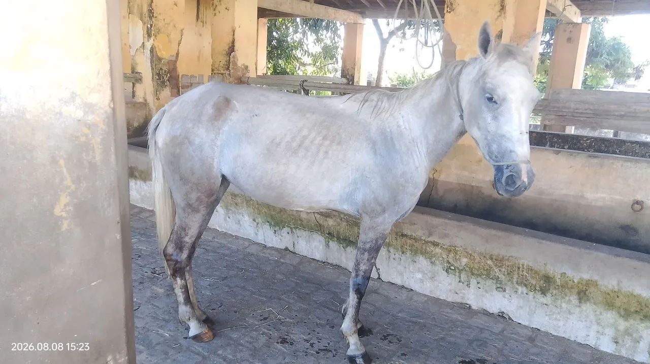 Égua lingeiro  - Foto 3