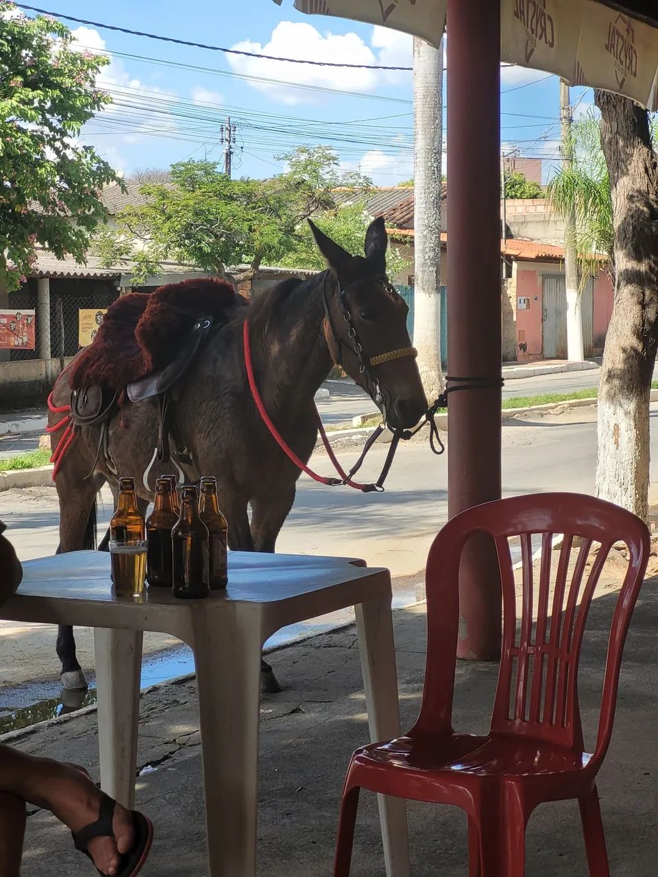 Mula de patrão  - Foto 2