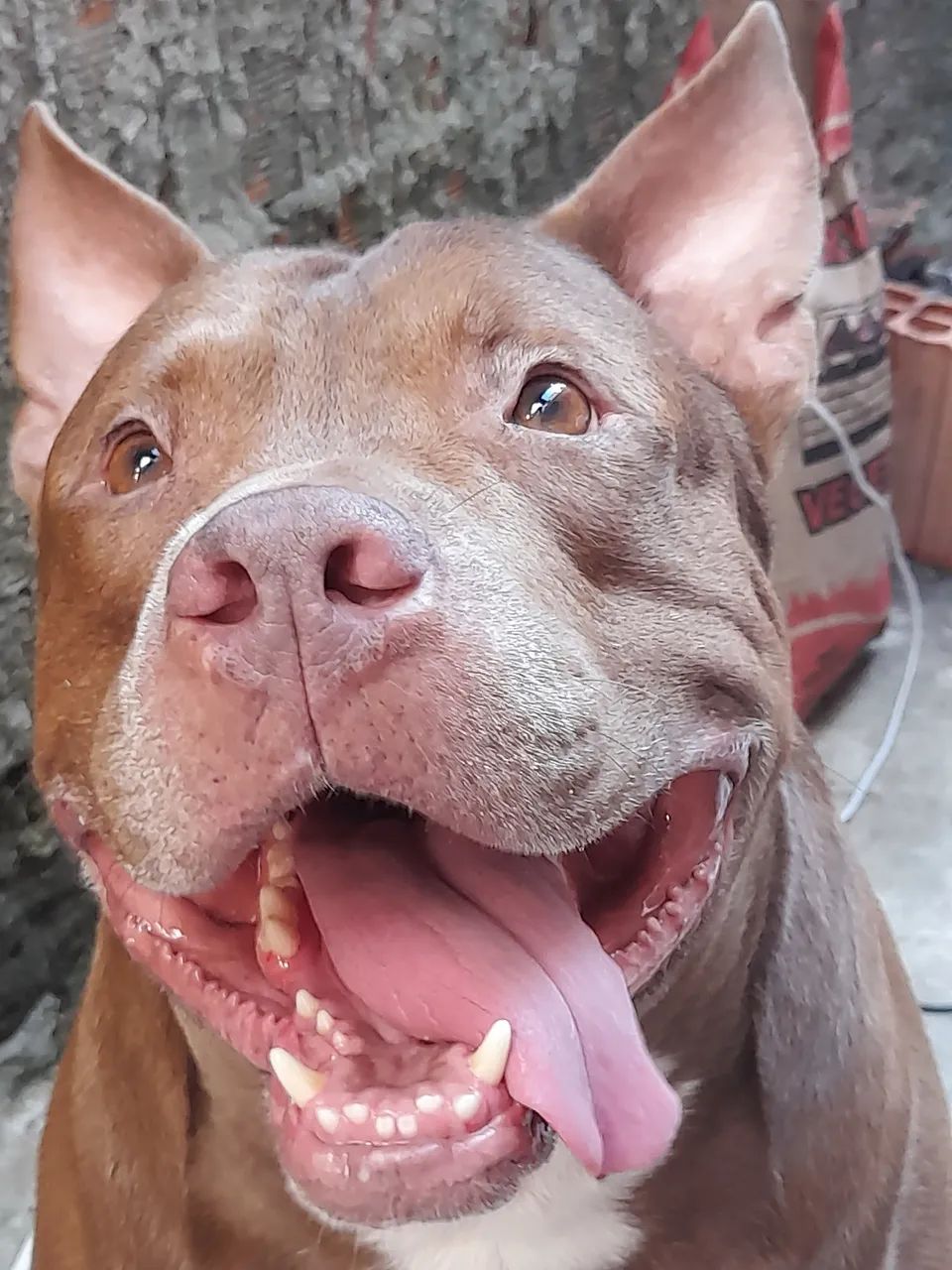 Pitbull para adoção  - Foto 3