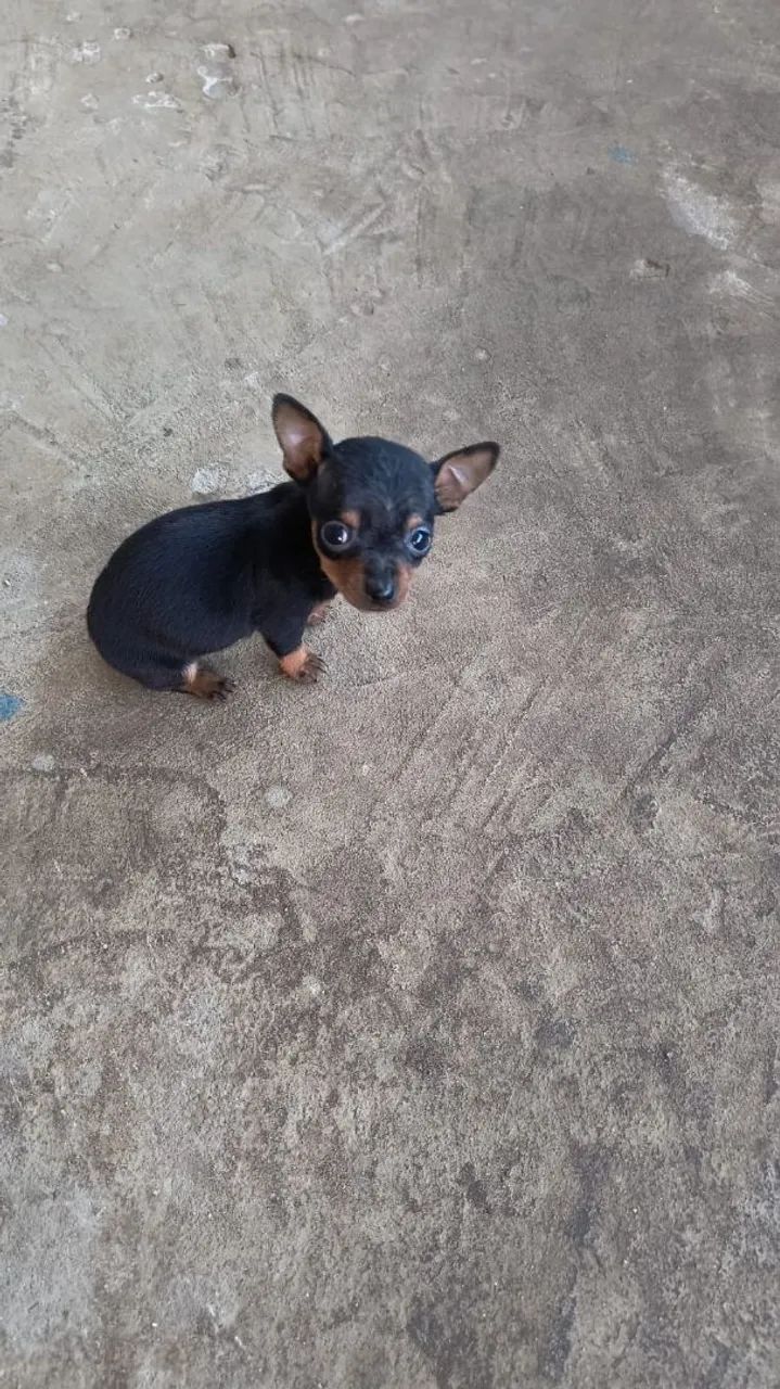 Filhotes de pinscher zero - Foto 2