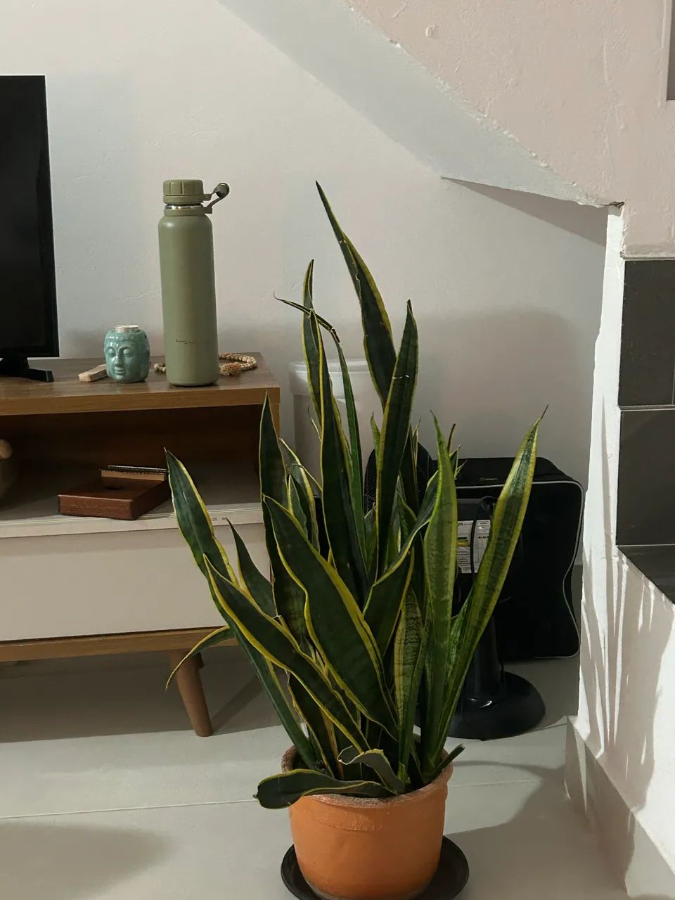 Espada de São Jorge 