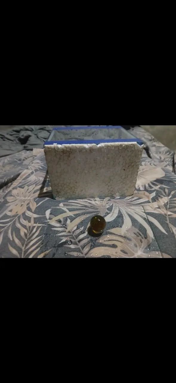 Aquário 3l+ Ração Poyatara Betta - Foto 2