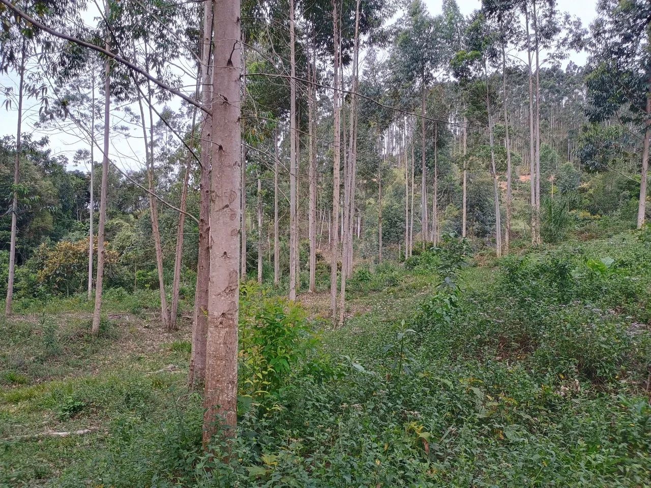 ANITÁPOLIS/SC - Ótimo terreno para sítio com 2.8hectares  - Foto 5