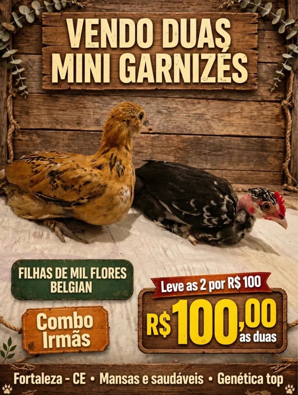 Galinhas garnisés  - Foto 3