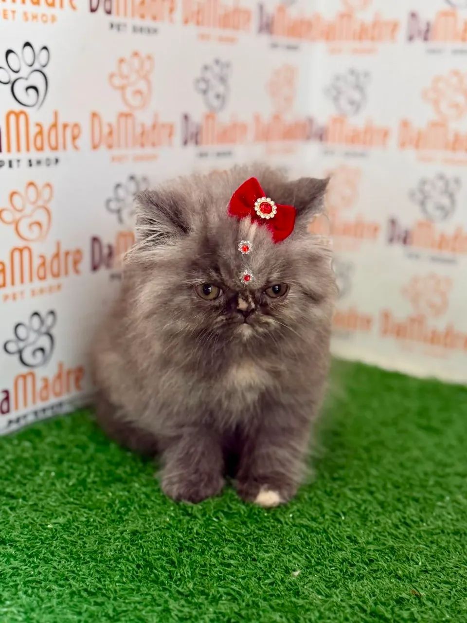 Gato Persa 
