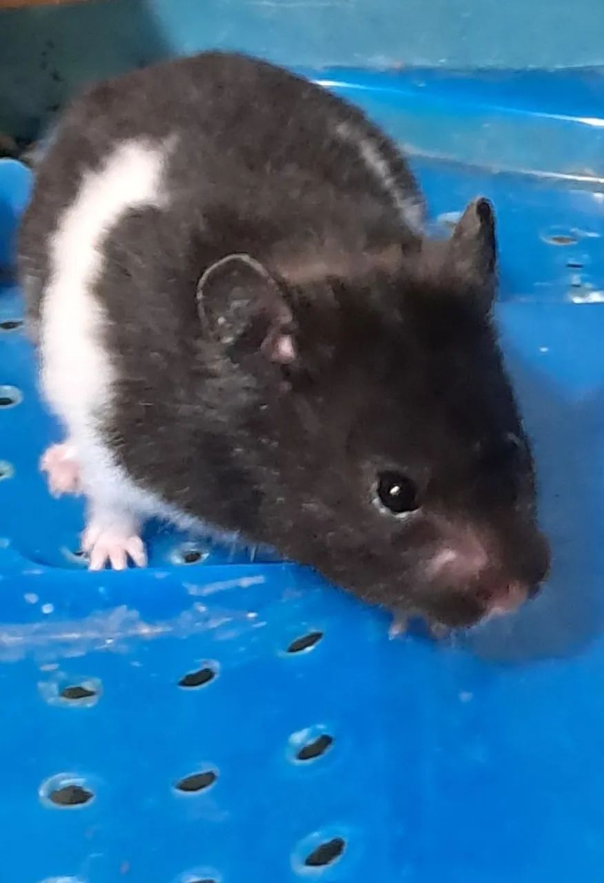 Hamsters Sírios Fofinhos