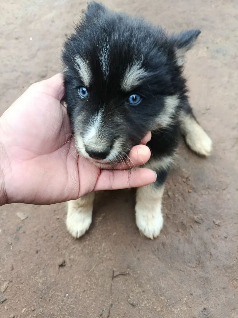 Husky siberiano filhote