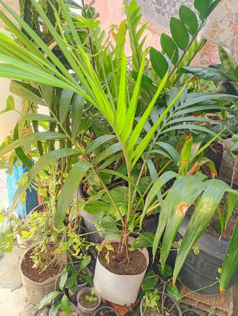 Vendo Palmeira 