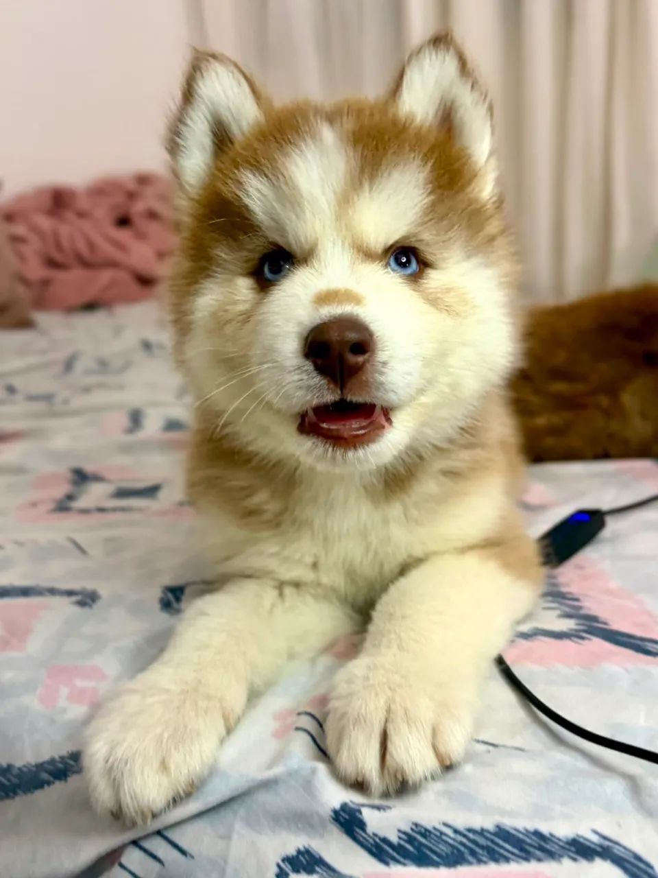 Husky siberiano  - Foto 5