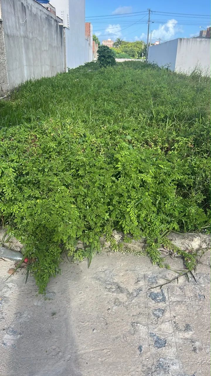 Vende-se Terreno em Tamandaré Pernambuco - Foto 2
