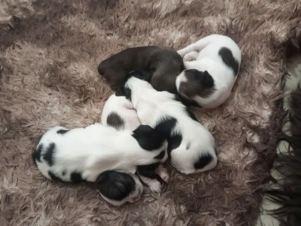 Cachorro Shitzu  - Foto 2