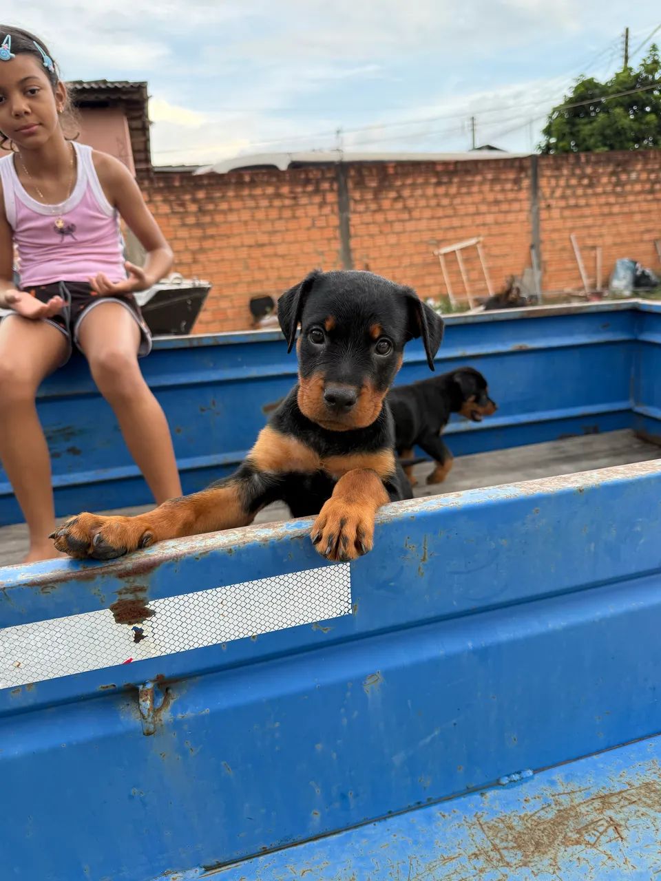 Vendo filhotes de Hotweiler