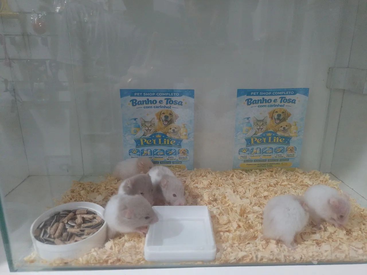 Hamster 