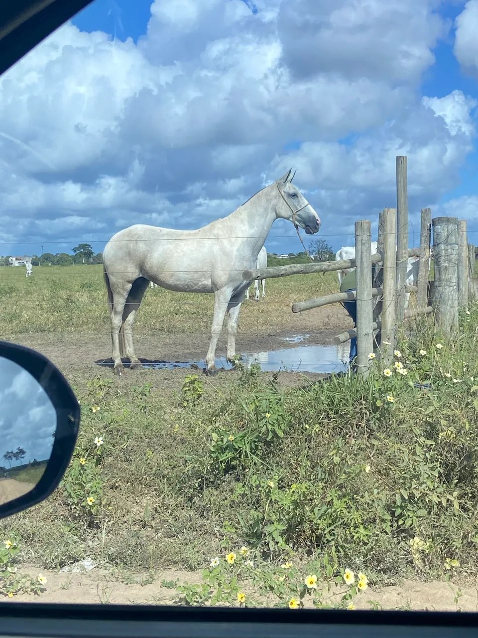 Égua registrada  - Foto 5