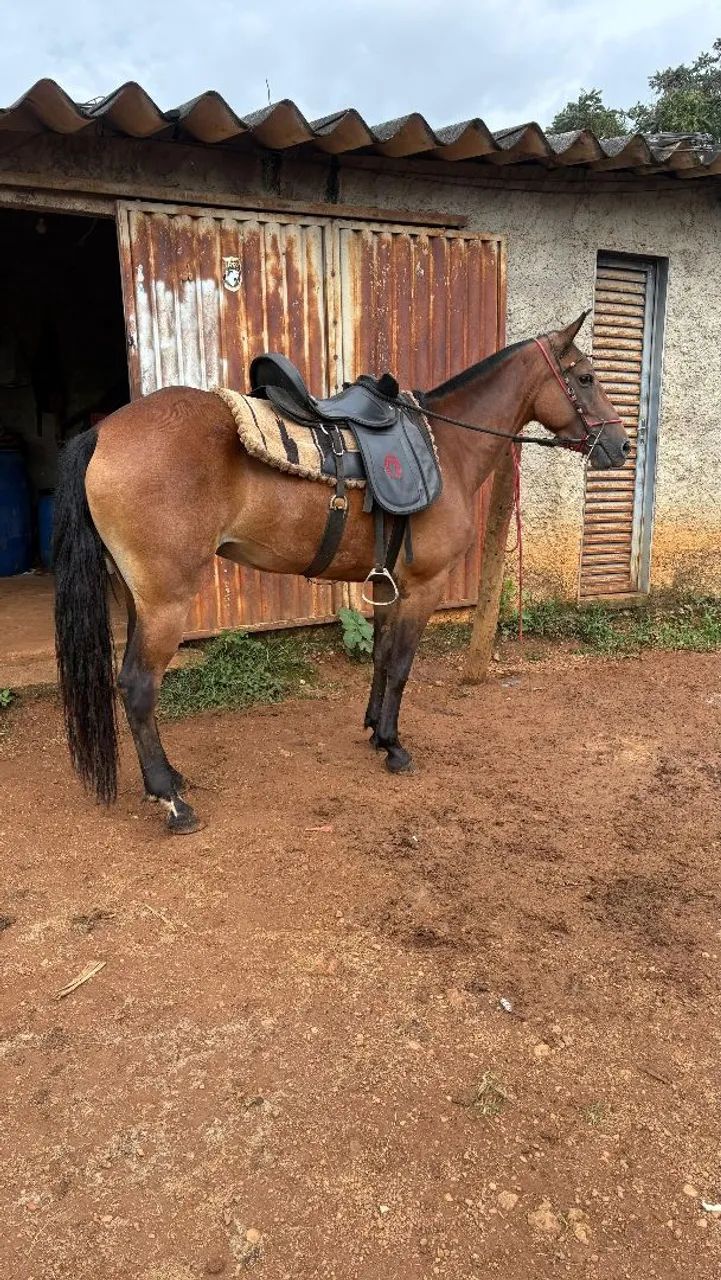 Égua mangalarga marcha picado genuína 