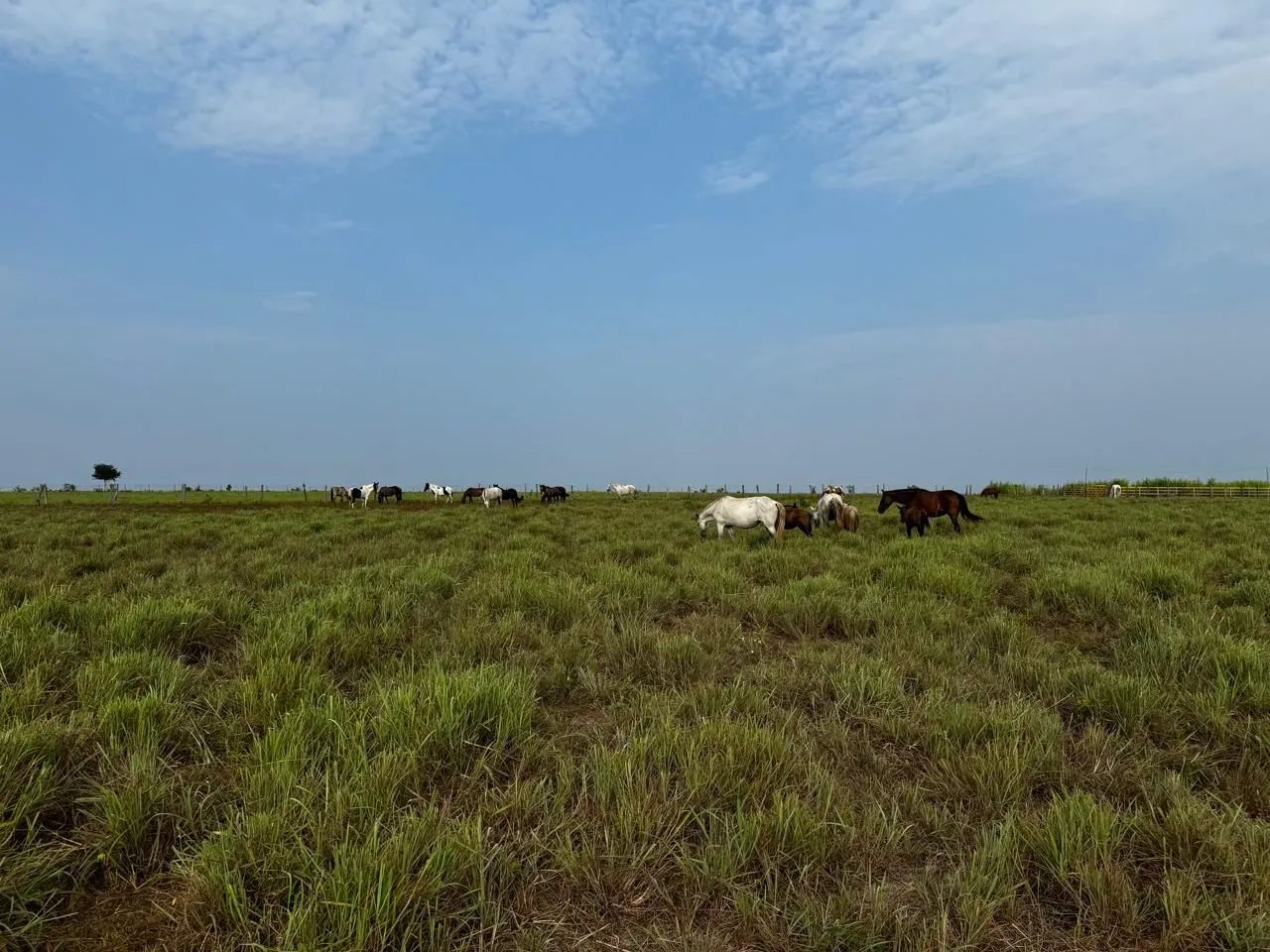 FAZENDA DE 303 HECTARE PROXIMO A SALINOPOLIS - Foto 8