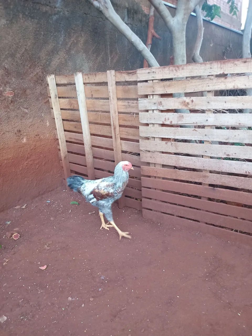 Vendo Galo Mestiço - Foto 3
