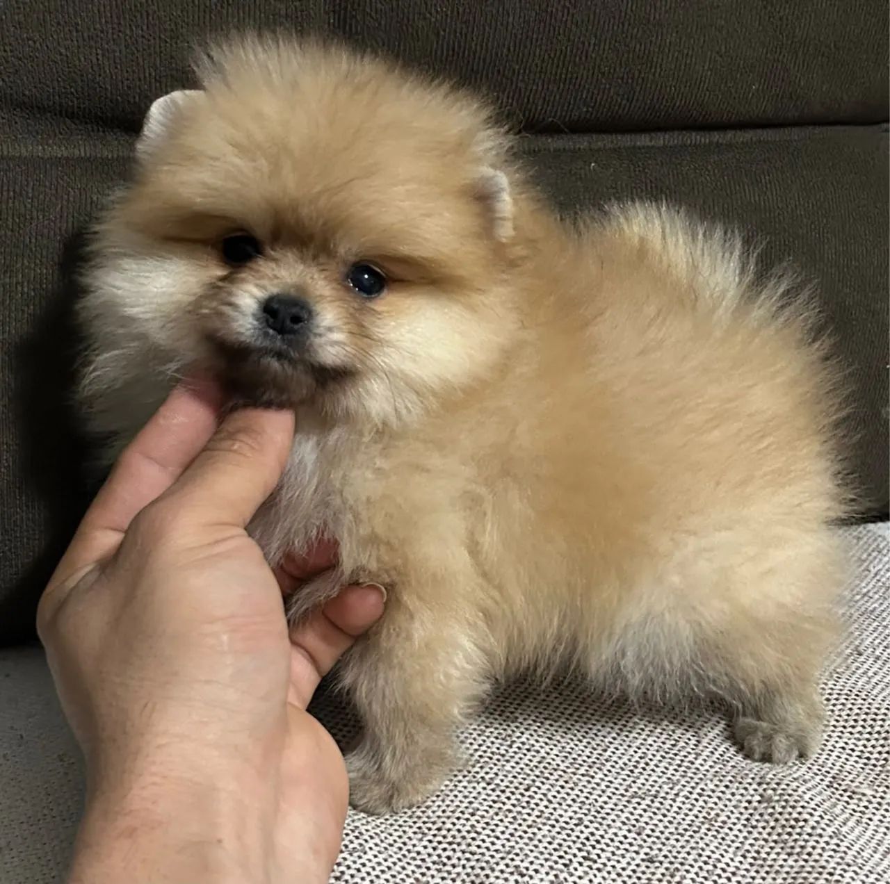 Lulu  - Foto 3