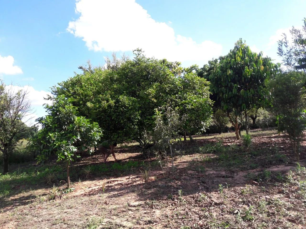 Foto - Iperó - Bananal