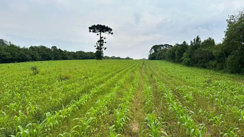 Terreno Umbará, 29700 m², ideal MCMV