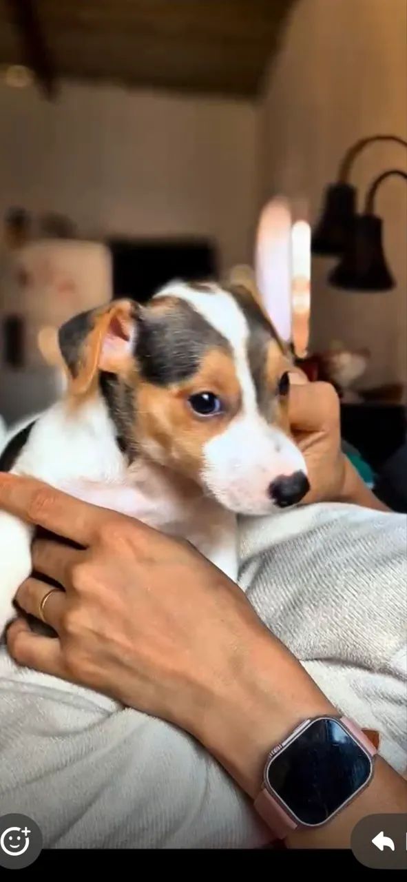 Jack Russell Terriê  - Foto 3