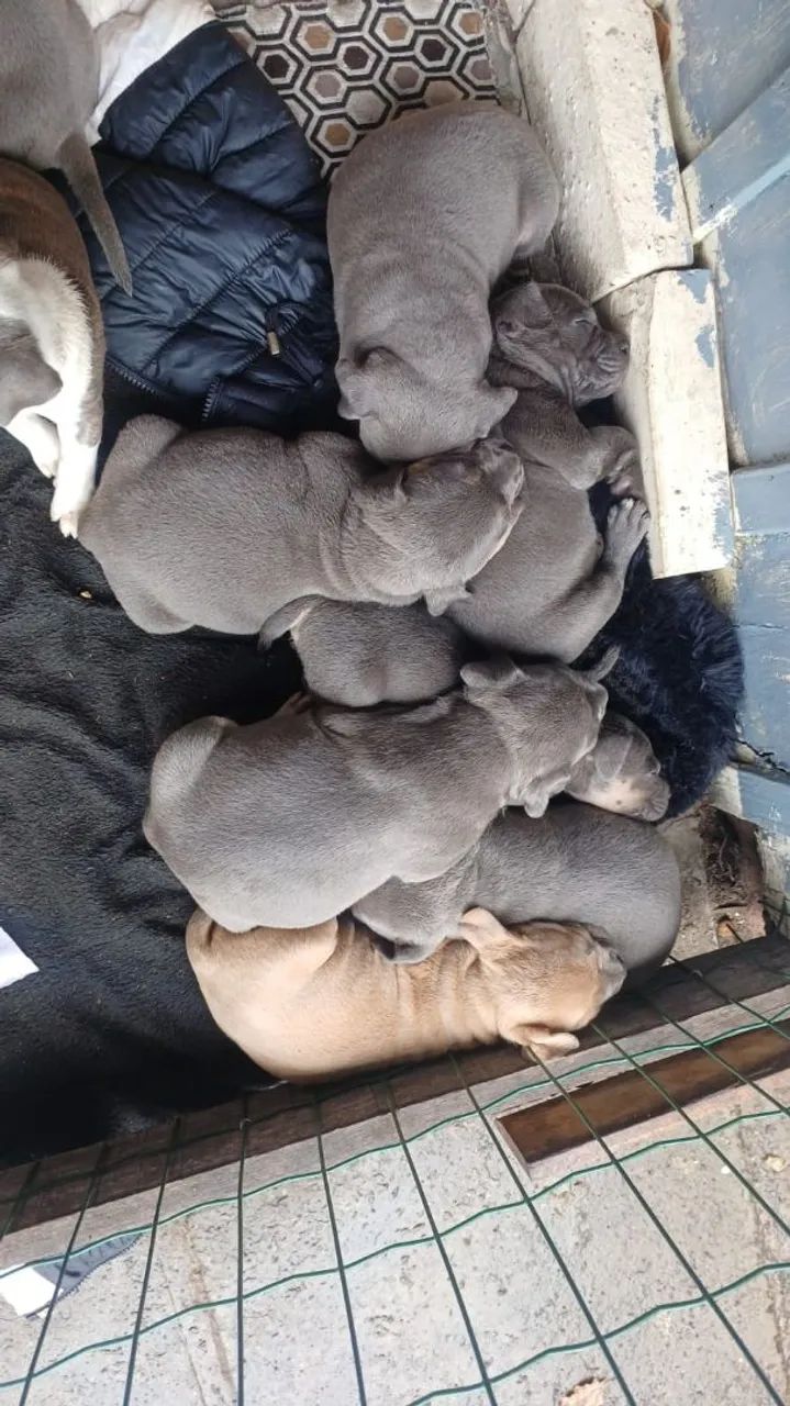 Filhote American Bully bluee  - Foto 2