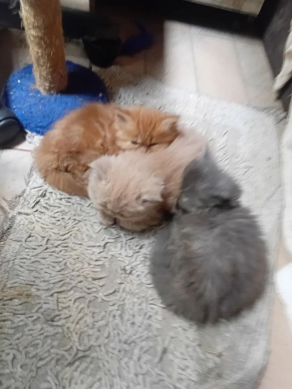 Gatinho Persa 