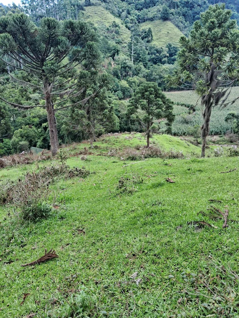 Terreno 5 hectares com riacho em Anitápolis-SC  - Foto 4