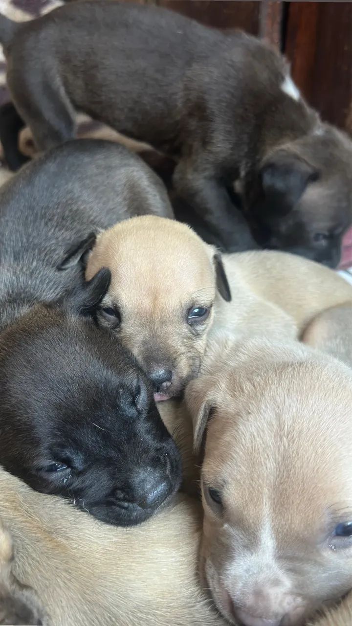 Vendo Pitbull puro  - Foto 2