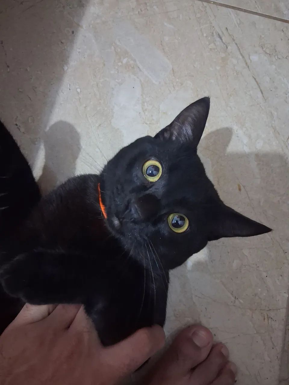 Gatinho preto  - Foto 2