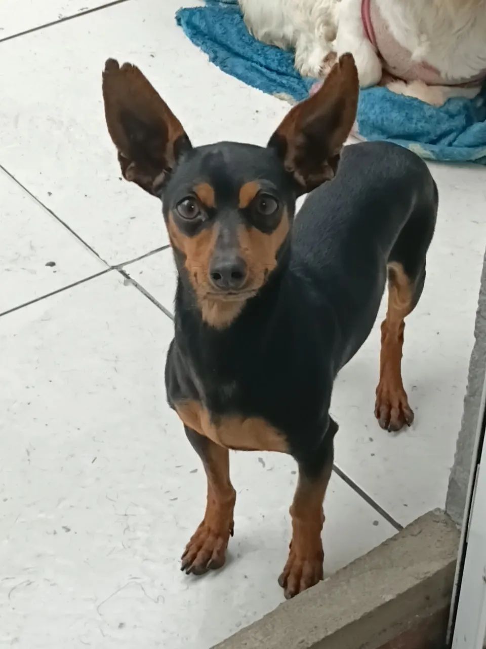 Pinscher 