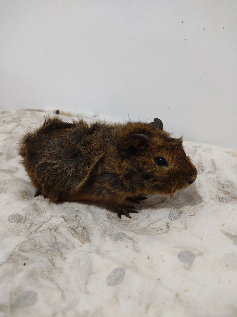 Vendo Porquinho da Índia  - Foto 2