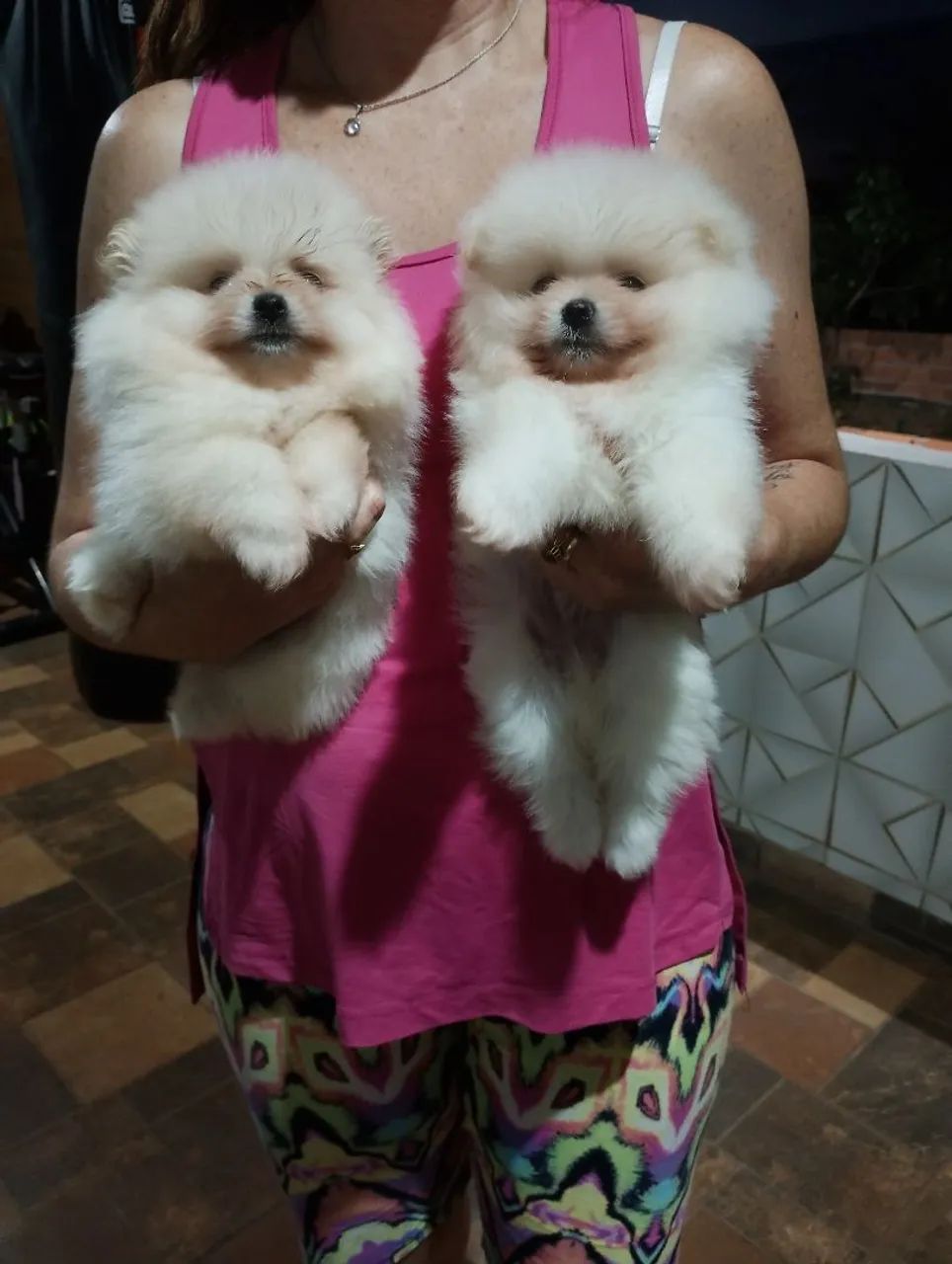 Machos de Spitz linhagem importada  - Foto 3