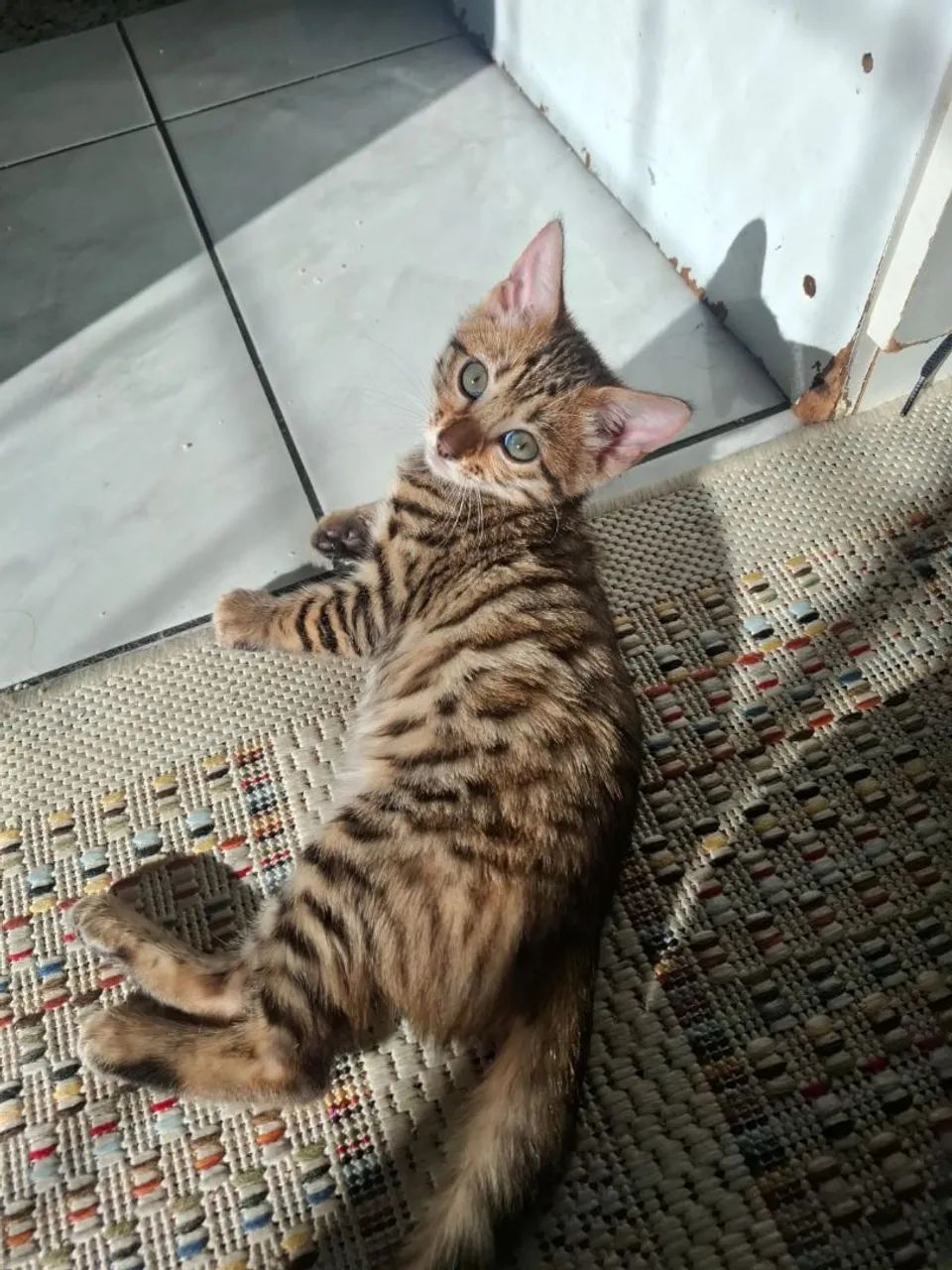 Bengal - Foto 3