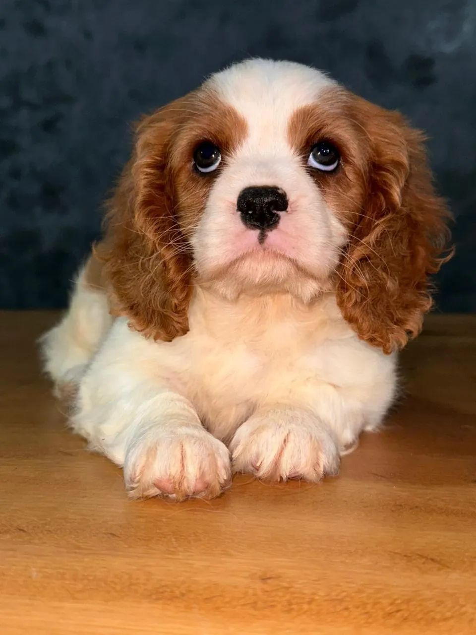 Cavalier King Spaniel