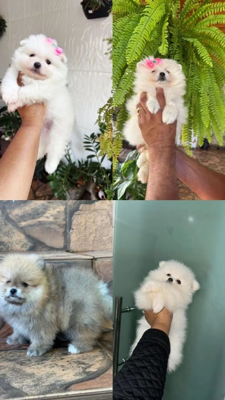 Spitz Alemão Anão 