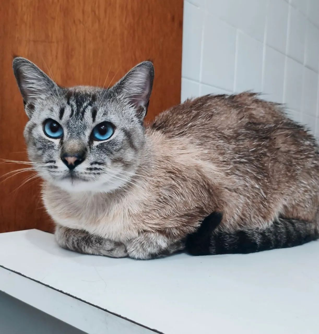 Gatinho Dócil para Adoção  - Foto 2